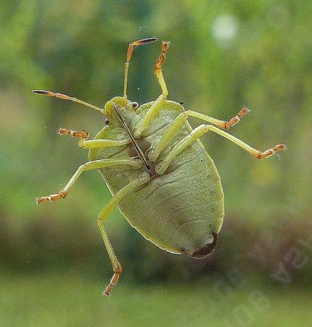 Palomena viridissima